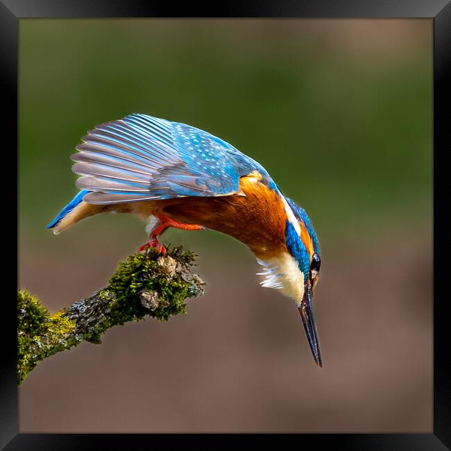 A Kingfisher preparing to Dive for a Fish Framed Print by Will Ireland Photography