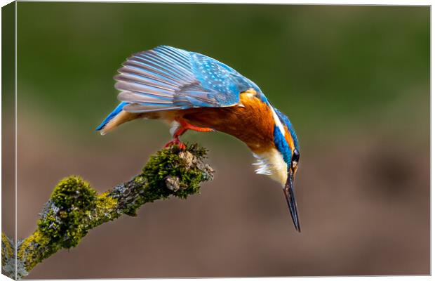 A Kingfisher preparing to Dive for a Fish Canvas Print by Will Ireland Photography