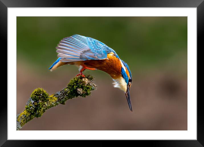 A Kingfisher preparing to Dive for a Fish Framed Mounted Print by Will Ireland Photography