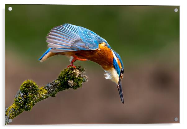 A Kingfisher preparing to Dive for a Fish Acrylic by Will Ireland Photography