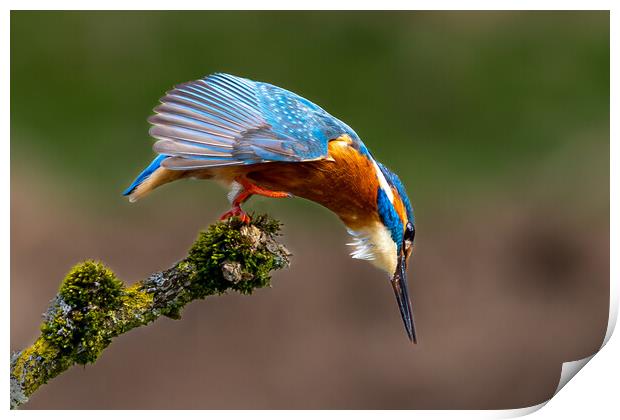A Kingfisher preparing to Dive for a Fish Print by Will Ireland Photography