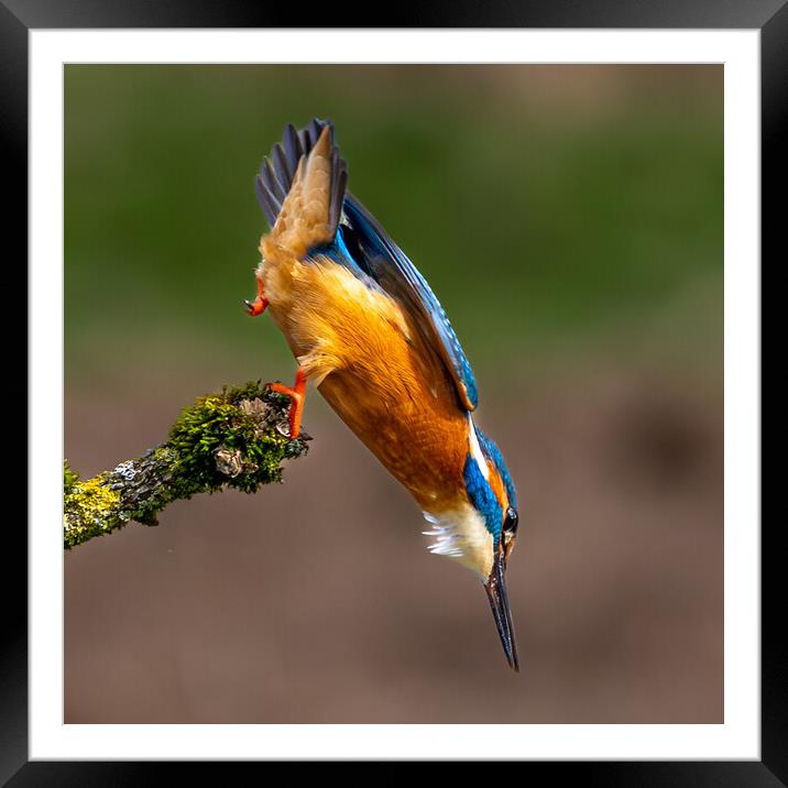 A Kingfisher leaving the perch Dive for a Fish Framed Mounted Print by Will Ireland Photography