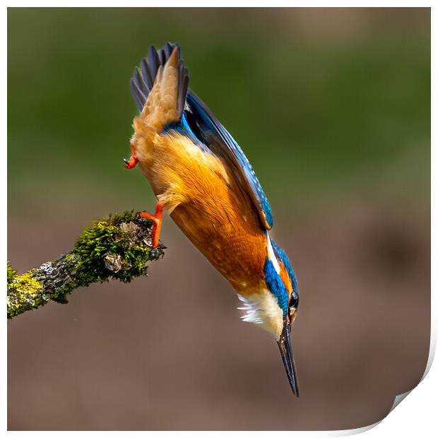 A Kingfisher leaving the perch Dive for a Fish Print by Will Ireland Photography