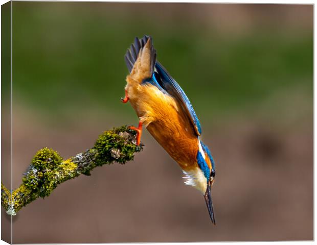 A Kingfisher leaving the perch Dive for a Fish Canvas Print by Will Ireland Photography