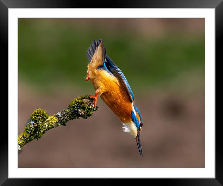A Kingfisher leaving the perch Dive for a Fish Framed Mounted Print by Will Ireland Photography