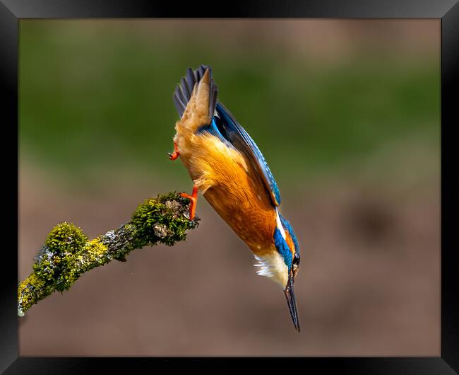 A Kingfisher leaving the perch Dive for a Fish Framed Print by Will Ireland Photography