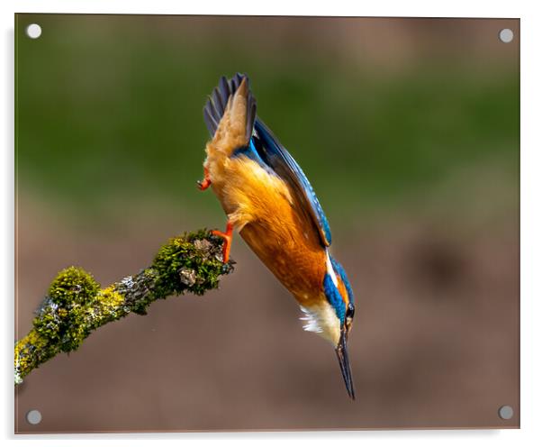 A Kingfisher leaving the perch Dive for a Fish Acrylic by Will Ireland Photography