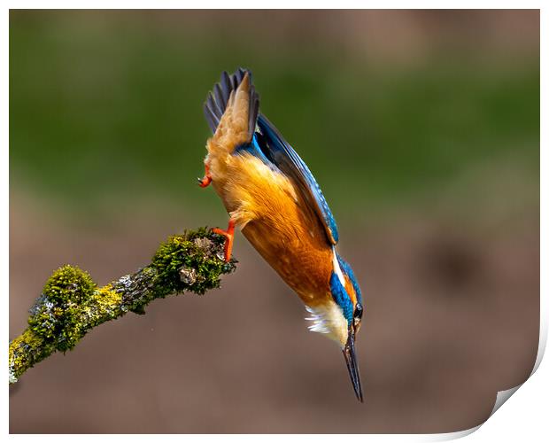 A Kingfisher leaving the perch Dive for a Fish Print by Will Ireland Photography