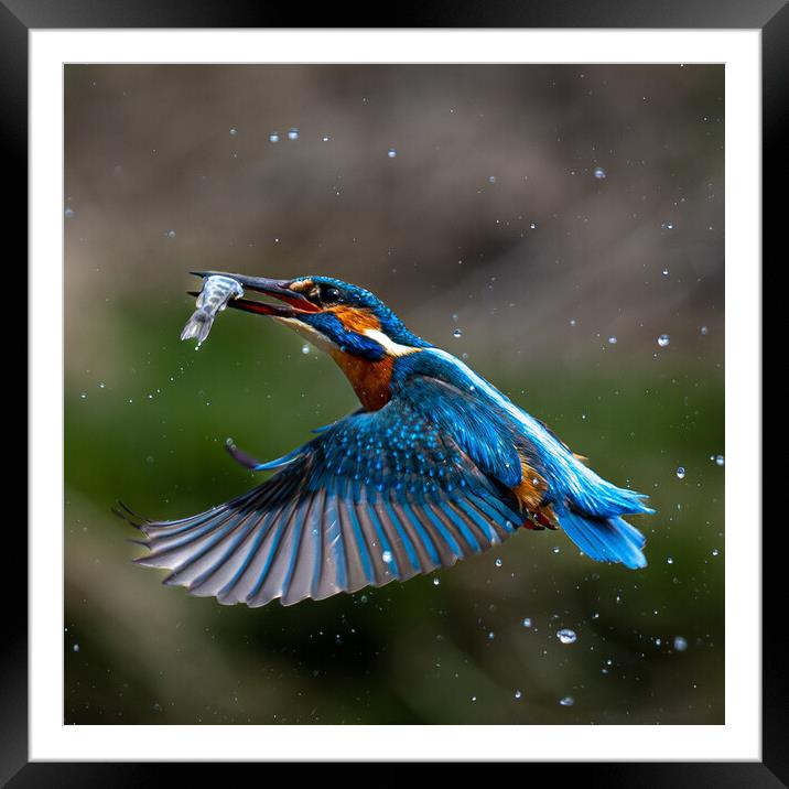 Kingfisher Returning with Fish Framed Mounted Print by Will Ireland Photography