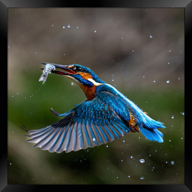 Kingfisher Returning with Fish Framed Print by Will Ireland Photography