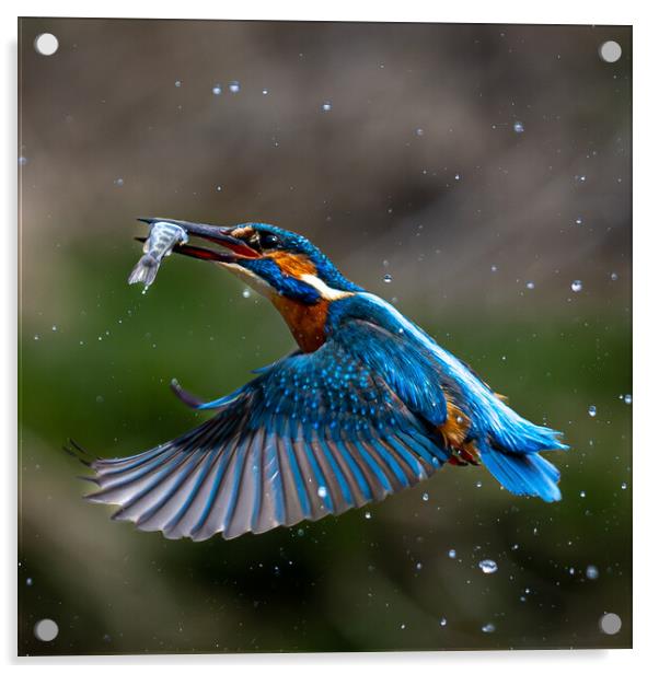 Kingfisher Returning with Fish Acrylic by Will Ireland Photography