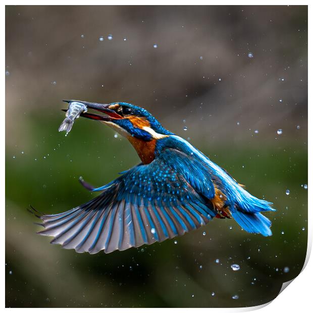 Kingfisher Returning with Fish Print by Will Ireland Photography
