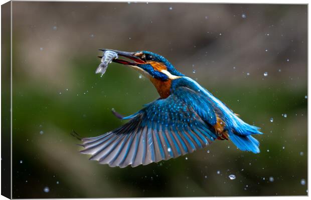 Kingfisher Returning with Fish Canvas Print by Will Ireland Photography