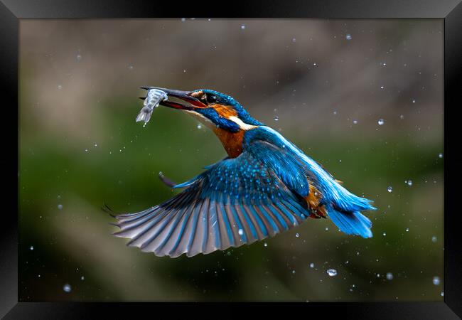 Kingfisher Returning with Fish Framed Print by Will Ireland Photography