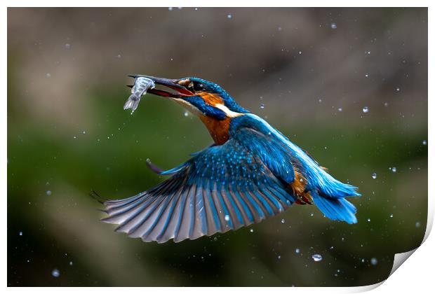 Kingfisher Returning with Fish Print by Will Ireland Photography