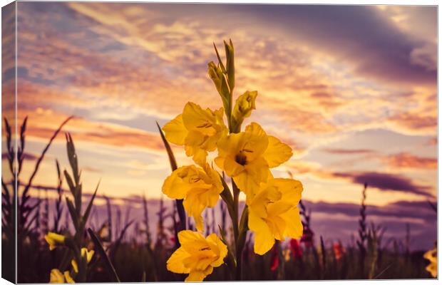 Gladioli Farewell Canvas Print by DAVID FRANCIS