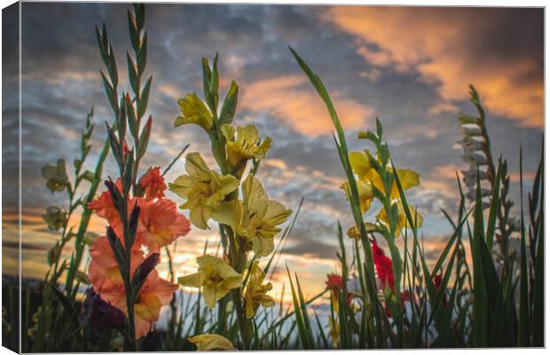 Gladioli Sunset Tribute Canvas Print by DAVID FRANCIS