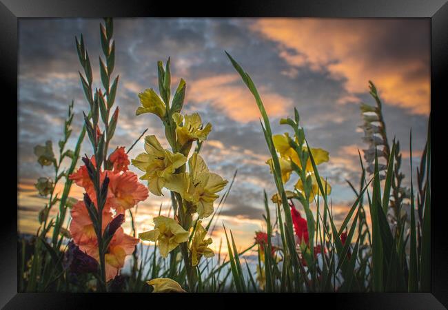 Gladioli Sunset Tribute Framed Print by DAVID FRANCIS