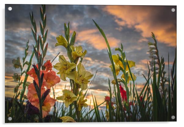 Gladioli Sunset Tribute Acrylic by DAVID FRANCIS