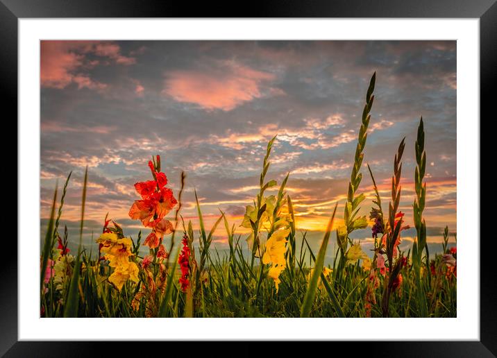Gladiolies Sunset Tribute Framed Mounted Print by DAVID FRANCIS