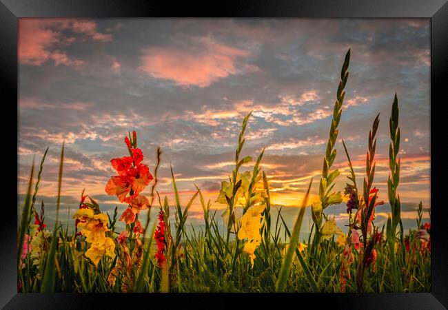 Gladiolies Sunset Tribute Framed Print by DAVID FRANCIS