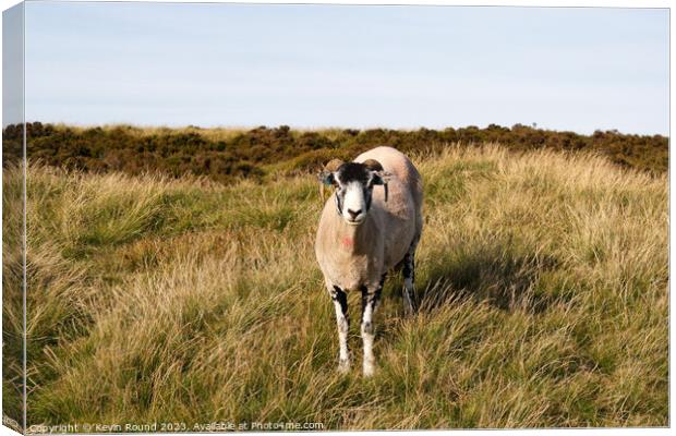 Sheep in Outdoor field Derbyshire Canvas Print by Kevin Round