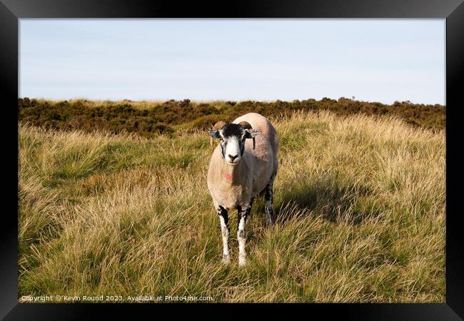 Sheep in Outdoor field Derbyshire Framed Print by Kevin Round