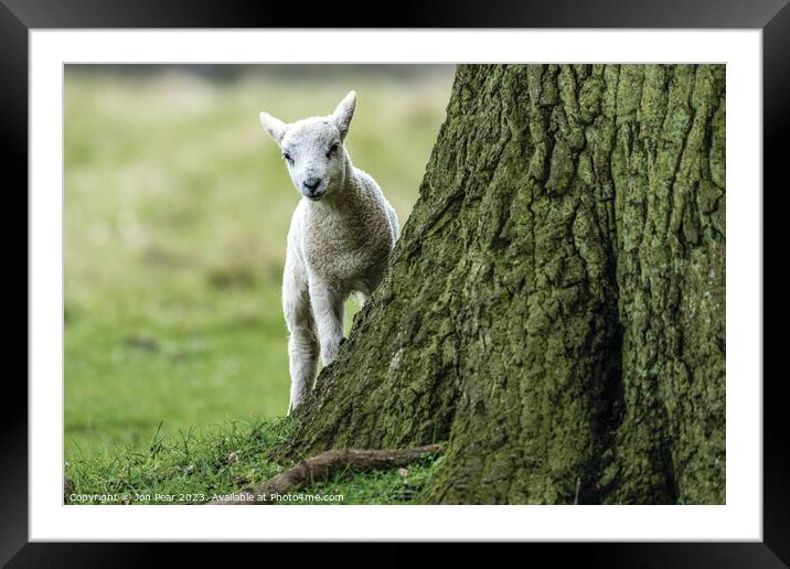 Lamb & Tree Framed Mounted Print by Jon Pear