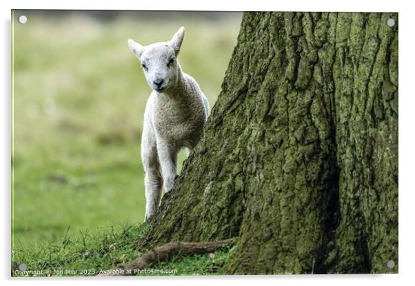 Lamb & Tree Acrylic by Jon Pear