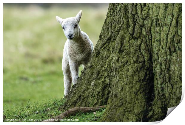 Lamb & Tree Print by Jon Pear