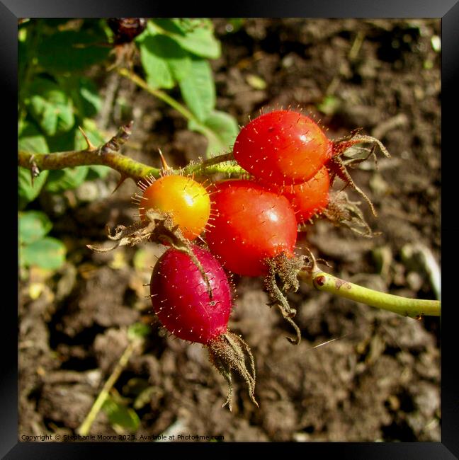 Colourful Rosehips Framed Print by Stephanie Moore