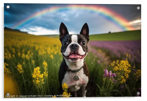 A dog breed Boston Terrier in a meadow. Ai generat Acrylic by Joaquin Corbalan