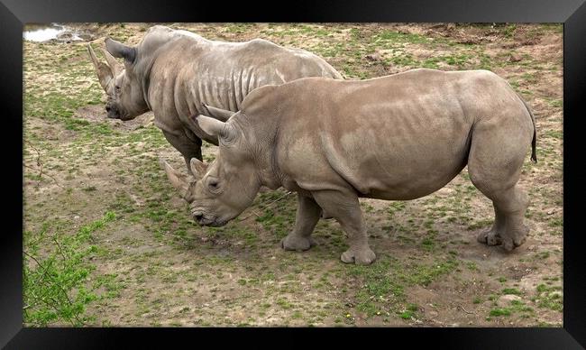 Southern white rhinoceros (Ceratotherium simum simum). Critically endangered animal species. Framed Print by Irena Chlubna