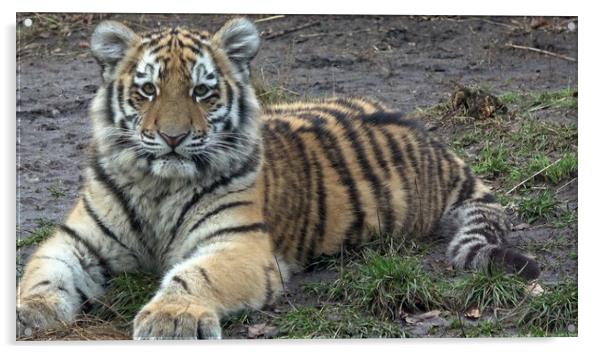 Siberian tiger, Panthera tigris altaica. Acrylic by Irena Chlubna
