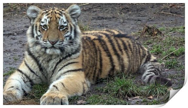 Siberian tiger, Panthera tigris altaica. Print by Irena Chlubna