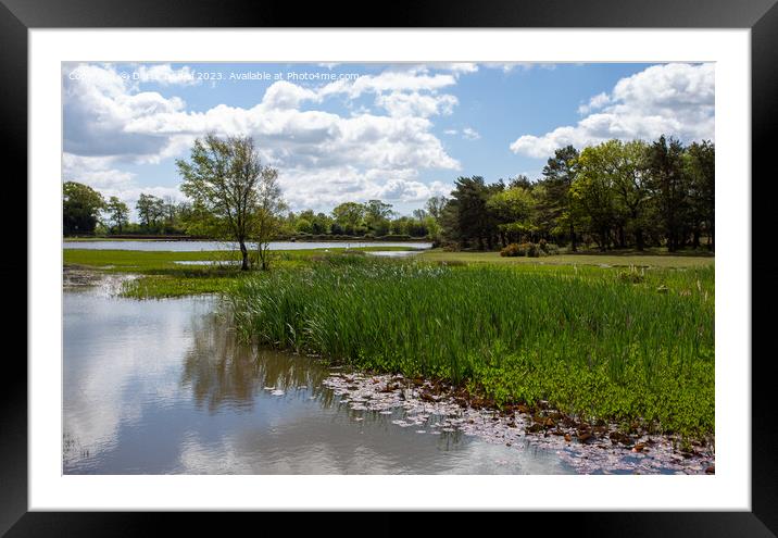 Tranquil Waters of Hatchet Pond Framed Mounted Print by Derek Daniel