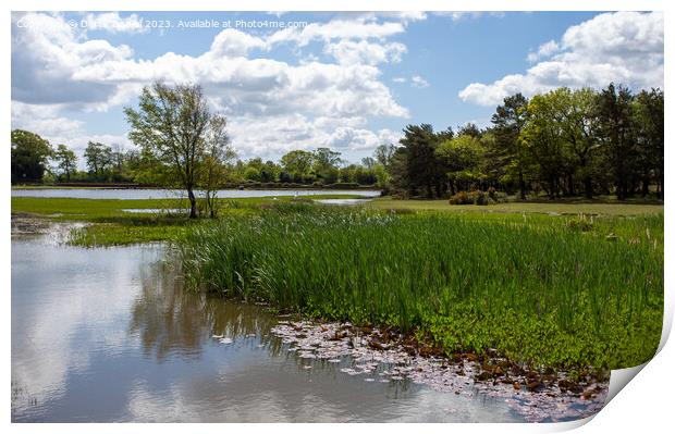 Tranquil Waters of Hatchet Pond Print by Derek Daniel