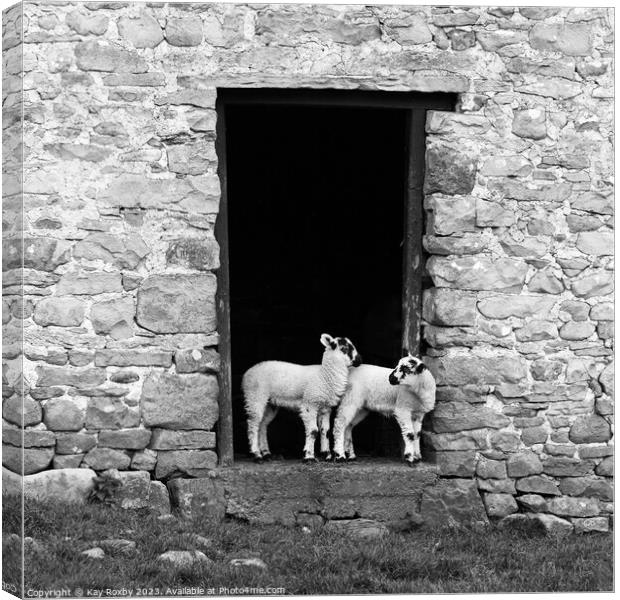 Yorkshire Dales Swaledale lambs black and white Canvas Print by Kay Roxby