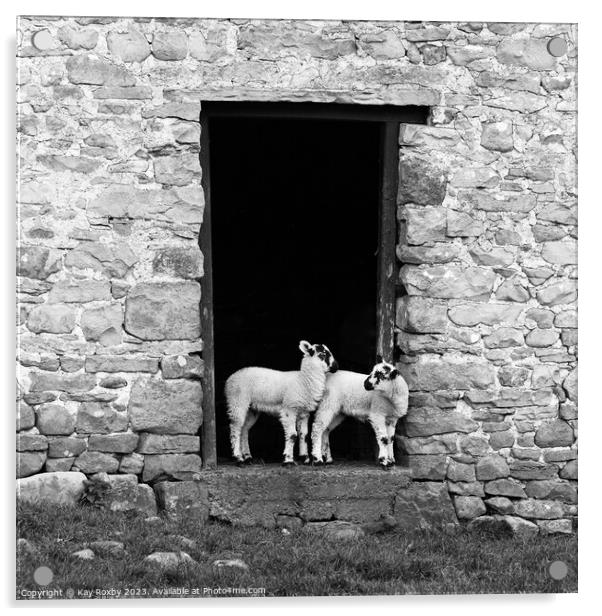 Yorkshire Dales Swaledale lambs black and white Acrylic by Kay Roxby