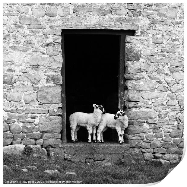 Yorkshire Dales Swaledale lambs black and white Print by Kay Roxby