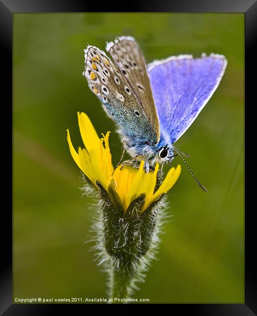 Ready  for Takeoff. Framed Print by paul cowles