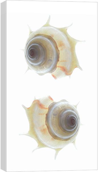 spiral seashells Canvas Print by Heather Newton