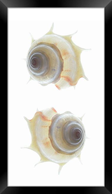 spiral seashells Framed Print by Heather Newton