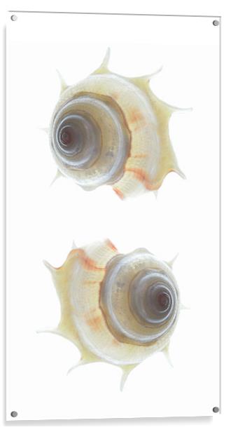 spiral seashells Acrylic by Heather Newton