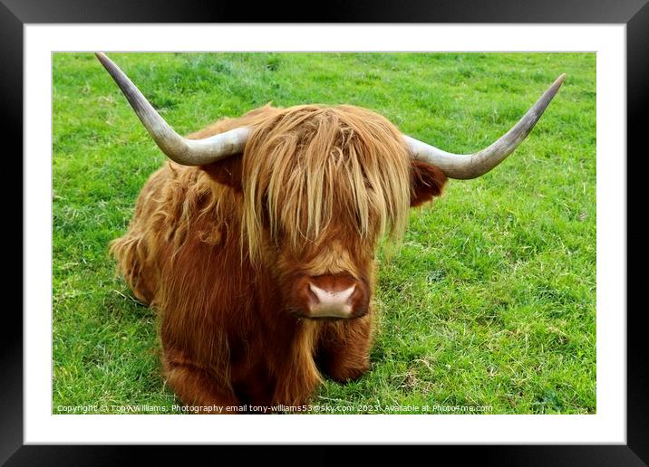 A bad hair day Framed Mounted Print by Tony Williams. Photography email tony-williams53@sky.com