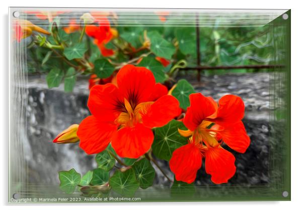 Bright orange flowers Acrylic by Marinela Feier