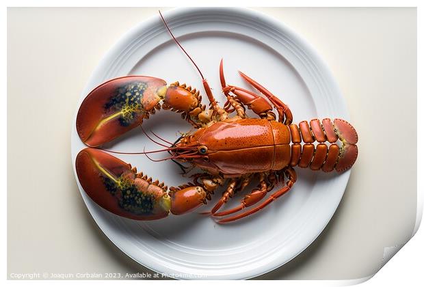 Dish with a single boiled lobster, viewed from above, white lumi Print by Joaquin Corbalan