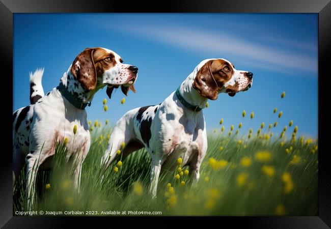 An English Pointer dog, healthy and attentive to prey. Ai genera Framed Print by Joaquin Corbalan