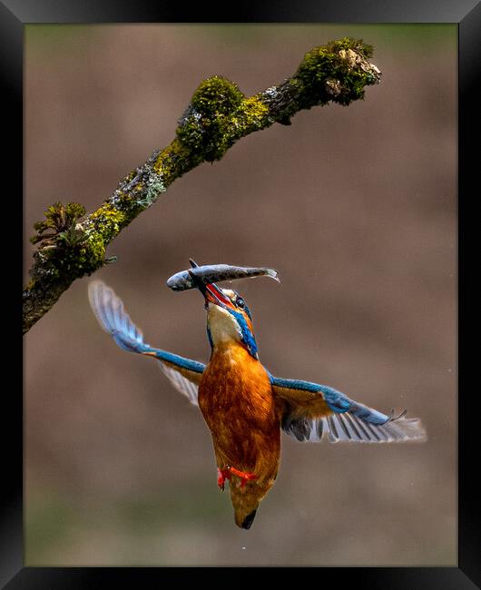 A Kingfisher Returning to Branch with Fish Framed Print by Will Ireland Photography