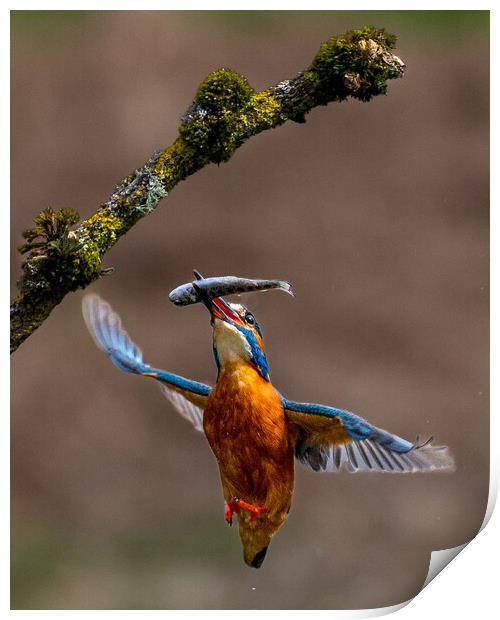 A Kingfisher Returning to Branch with Fish Print by Will Ireland Photography